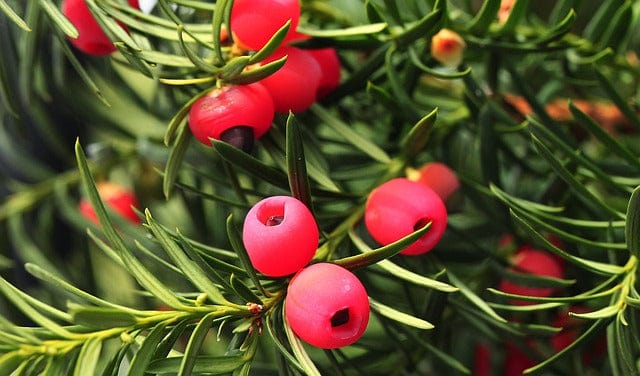 Fruit The Fruit Of A Yew Bush Paint By Number Kit