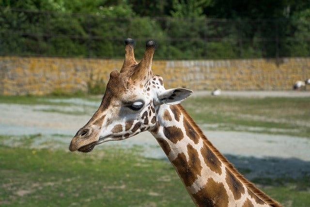 Giraffe Good Safari Paint By Number Kit