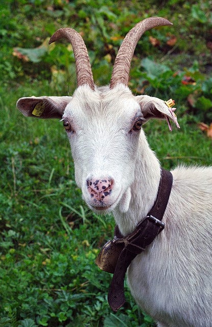 Goat Animal Austria Paint By Number Kit