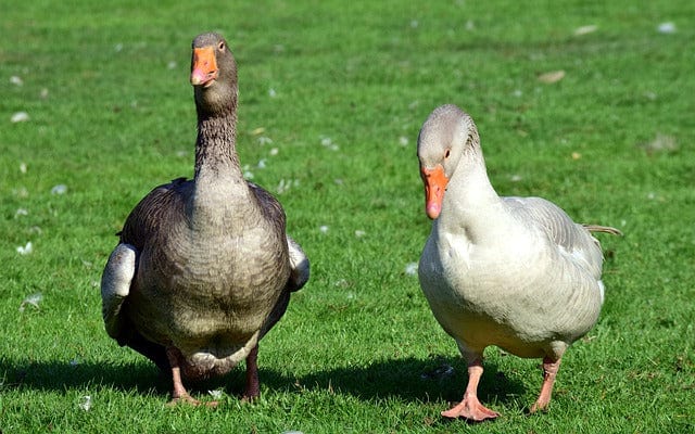 Goose Duck Bird Paint By Number Kit