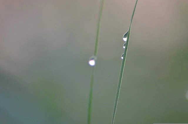 Grass Dew Blade Paint By Number Kit