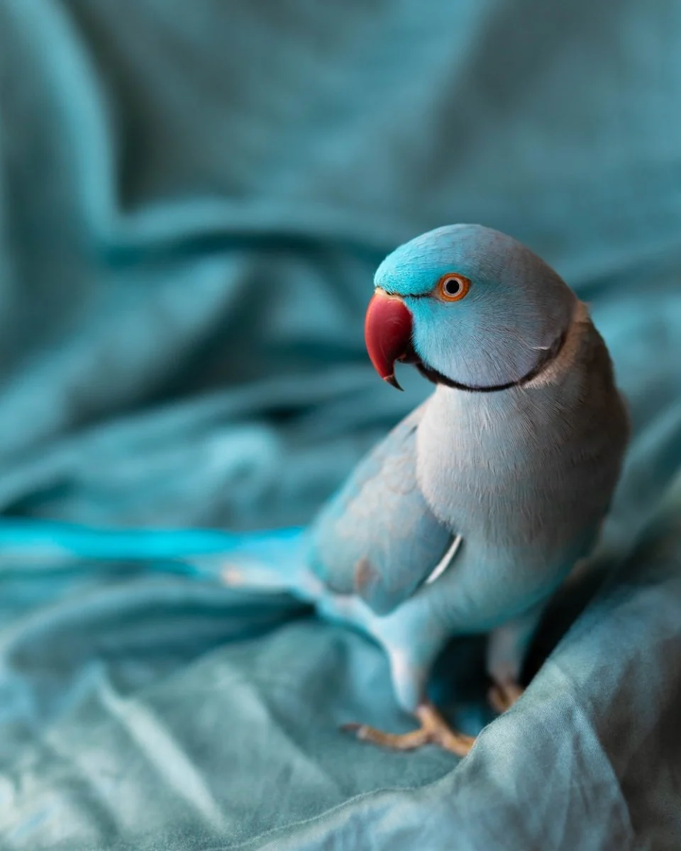 Paint By Numbers | Parrot - Gray And White Bird On Gray Textile