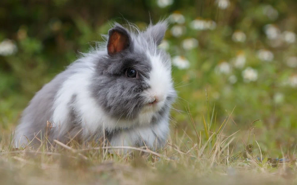 Paint By Numbers | Gray And White Bunny