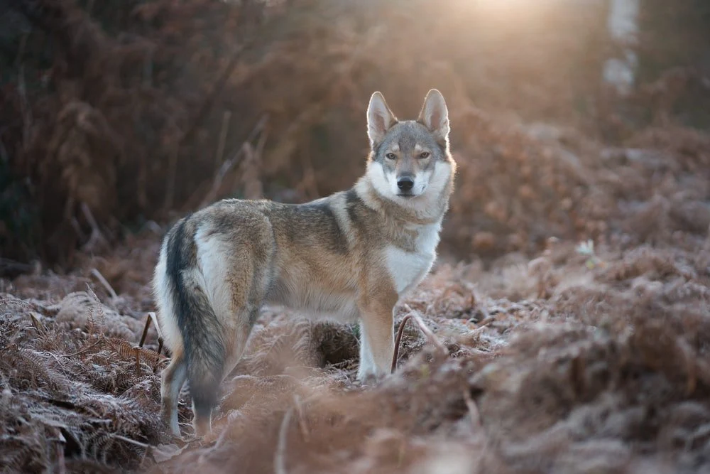 Paint By Numbers | Coyote - Gray And White Fox Standing On Brown Grass During Daytime