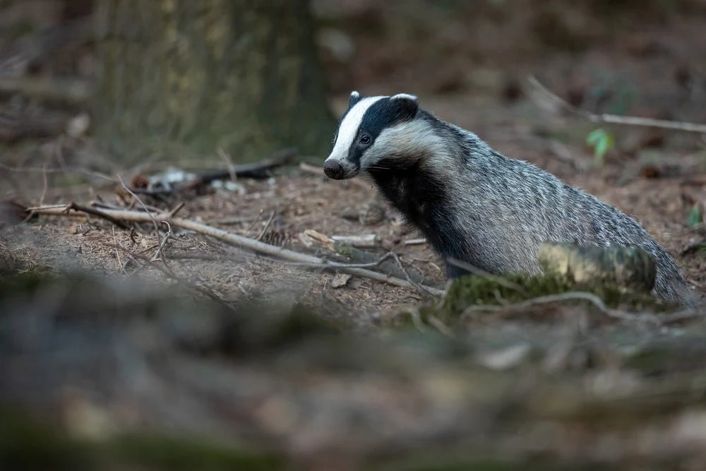 Paint By Numbers | Badger - Gray Animal On Focus Photography