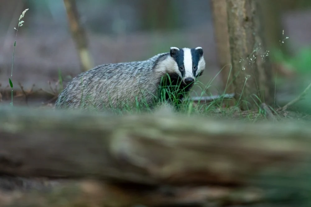 Paint By Numbers | Badger - Gray Animal On Selective Focus Photography