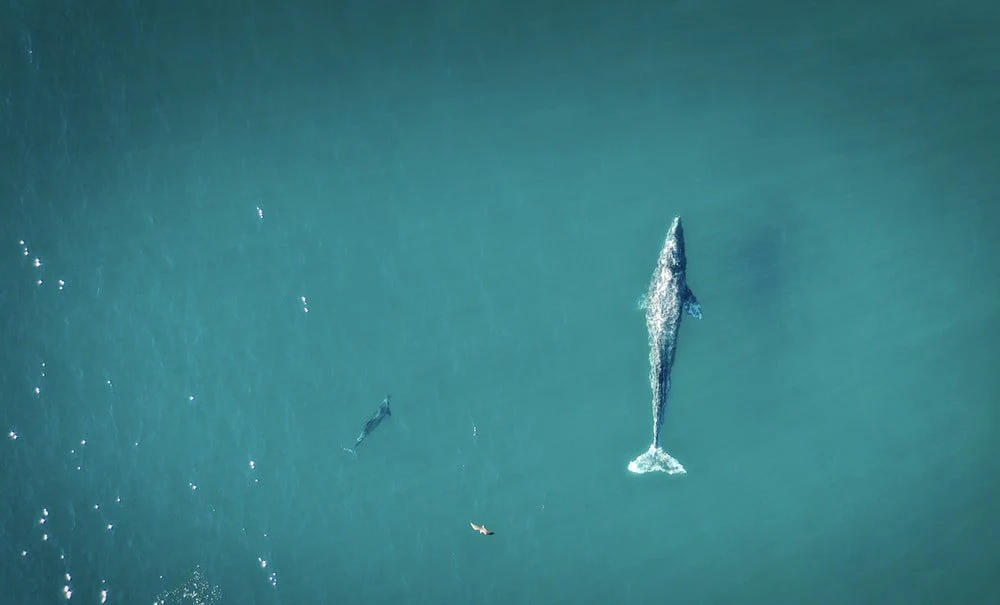 Paint By Numbers | Blue Whale - Gray Fish On Calm Water