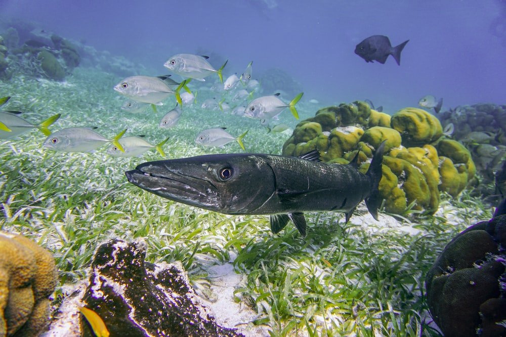 Paint By Numbers | Barracuda - Gray Fish On White Coral Reef
