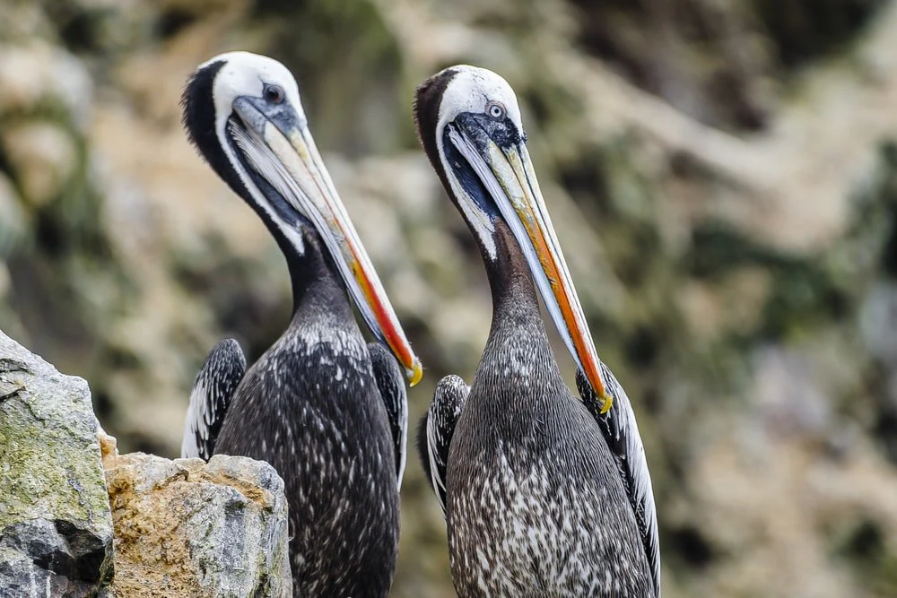Paint By Numbers | Pelican - Gray Pelican On Brown Rock During Daytime
