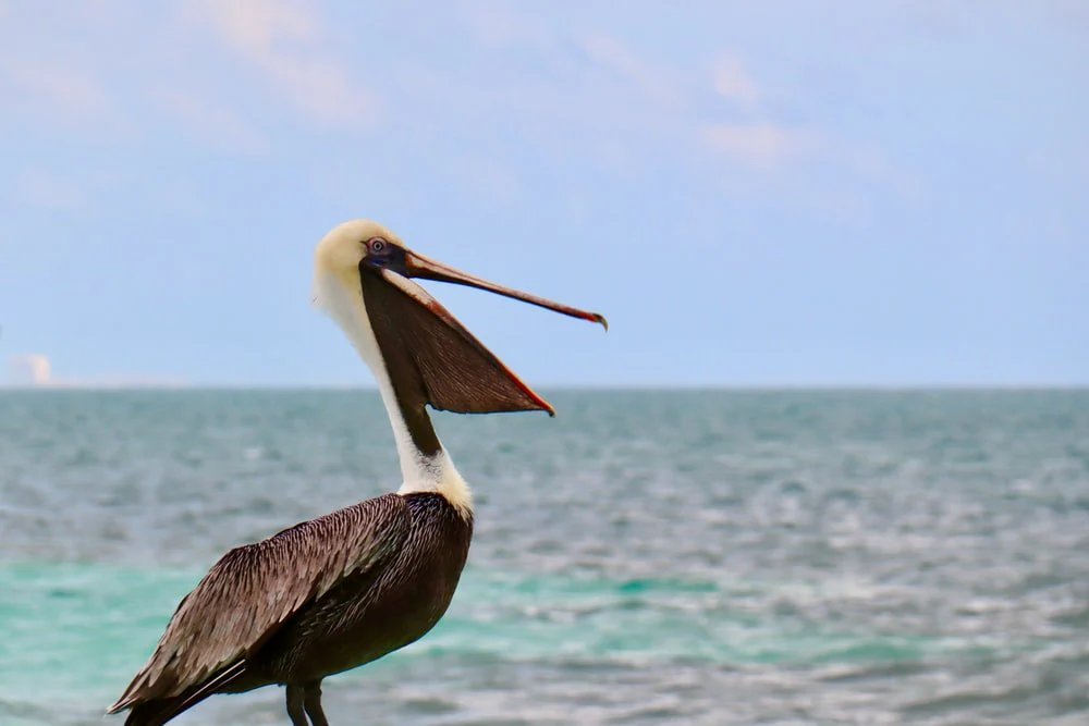 Paint By Numbers | Pelican - Gray Pelican On Seashore