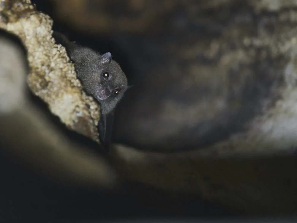 Paint By Numbers | Bat - Gray Rodent On Brown Rock