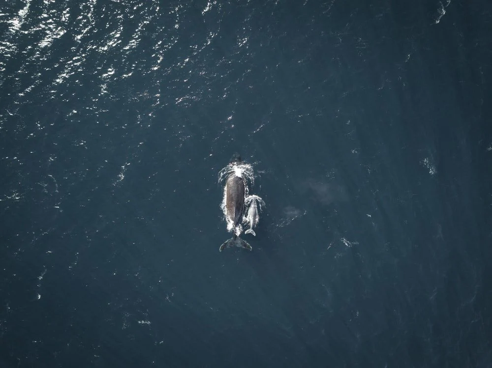 Paint By Numbers | Humpback Whale - Gray Whale On Water