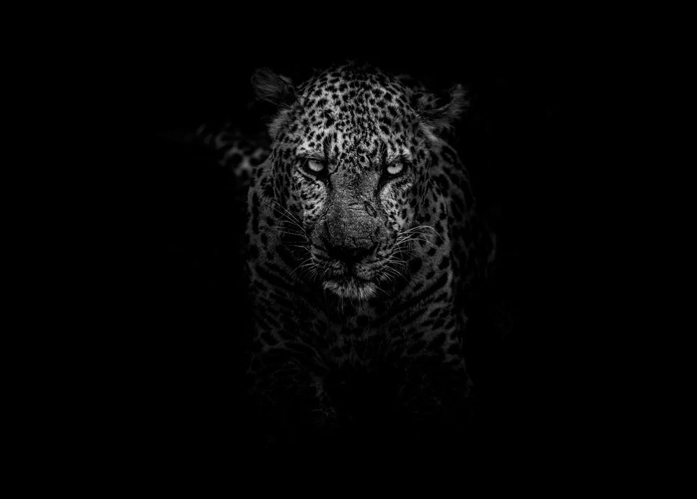 Paint By Numbers | Leopard - Grayscale Photo Of Leopard