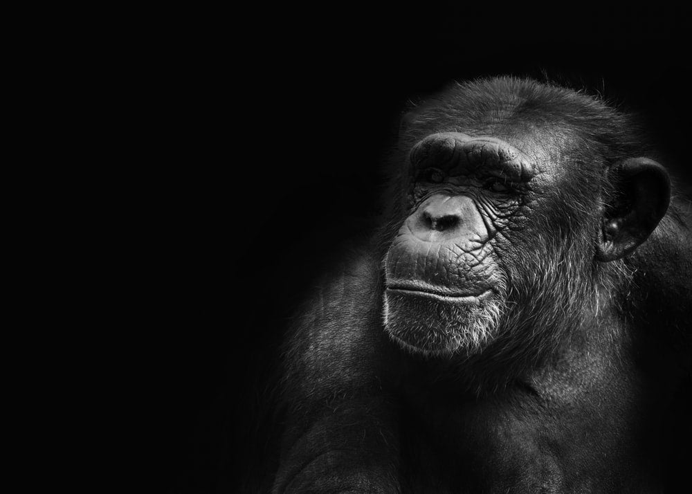 Paint By Numbers | Chimpanzee - Grayscale Photography Of Ape
