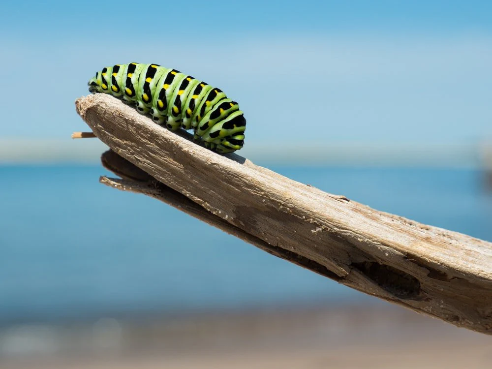Paint By Numbers | Caterpillar - Green And Black Caterpillar On Wood