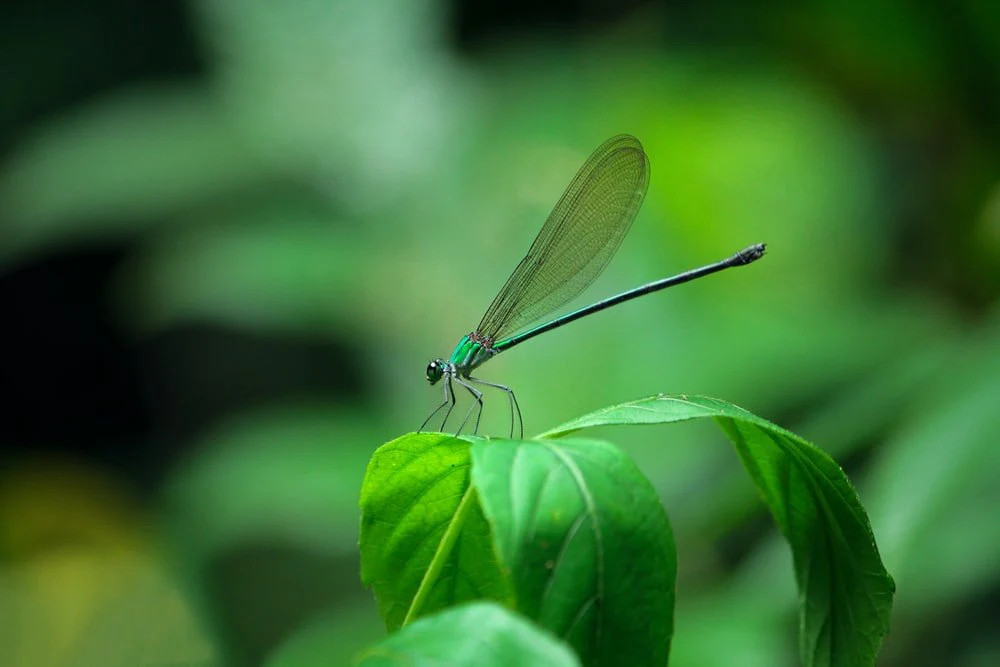 Paint By Numbers | Dragonfly - Green And Black Dragonfly On Green Leaves