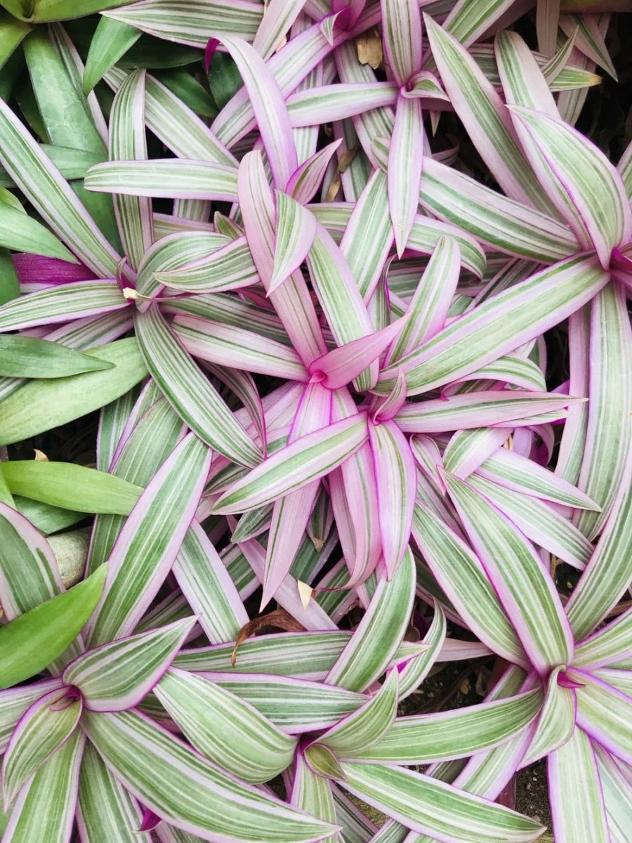Paint By Numbers | Oyster - Green And Purple Plant Leaves
