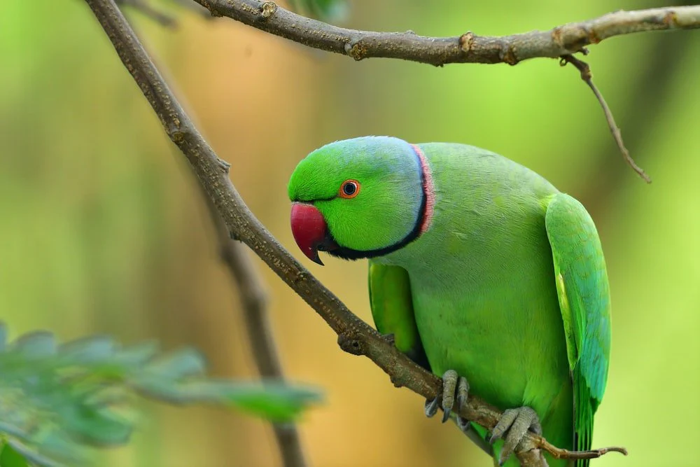 Paint By Numbers | Parrot - Green And Yellow Bird On Brown Tree Branch