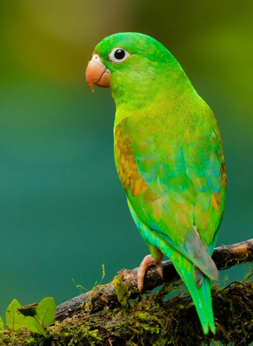 Paint By Numbers | Parrot - Green And Yellow Small Beaked Bird On Twig