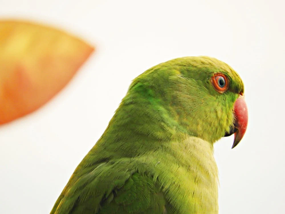 Paint By Numbers | Green Bird In Close Up Photography