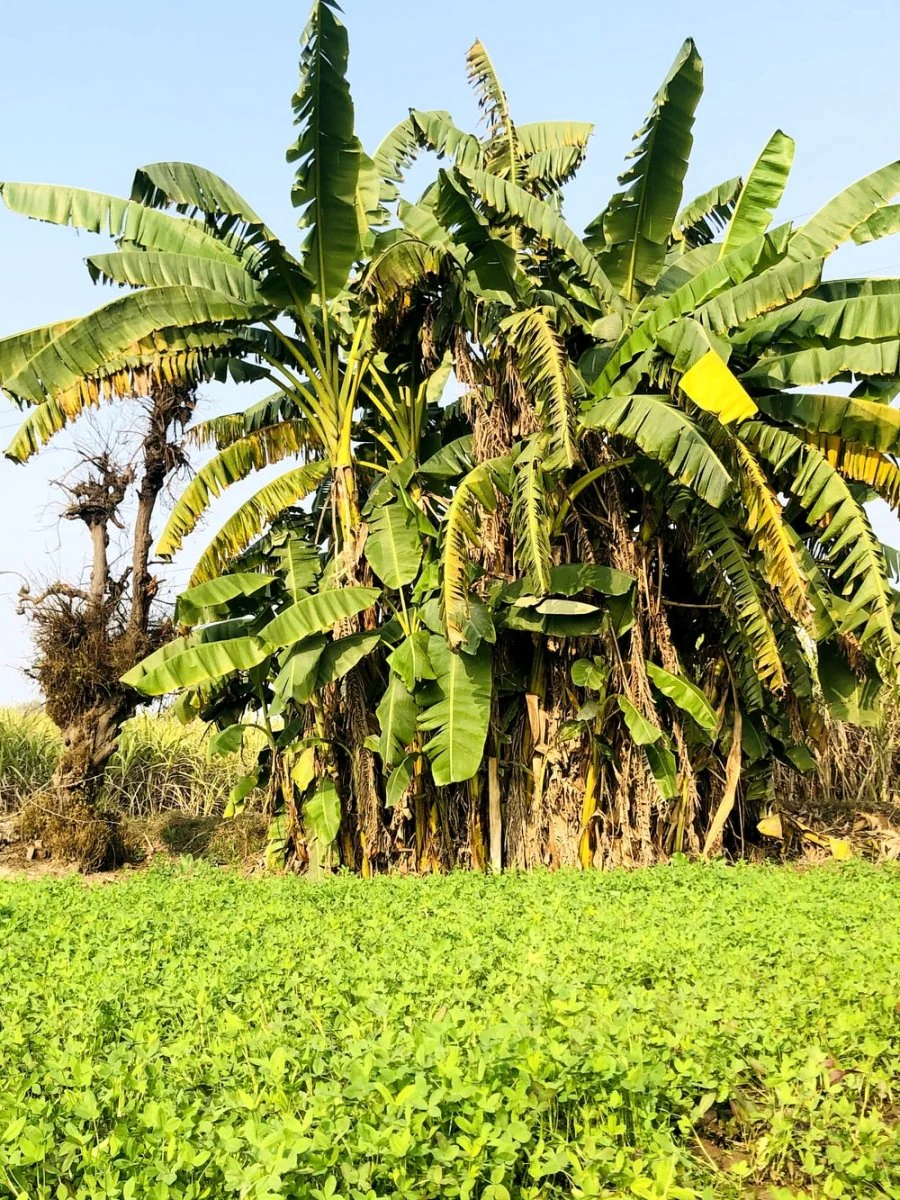 Paint By Numbers | Faisalabad - Green Coconut Tree On Green Grass Field During Daytime