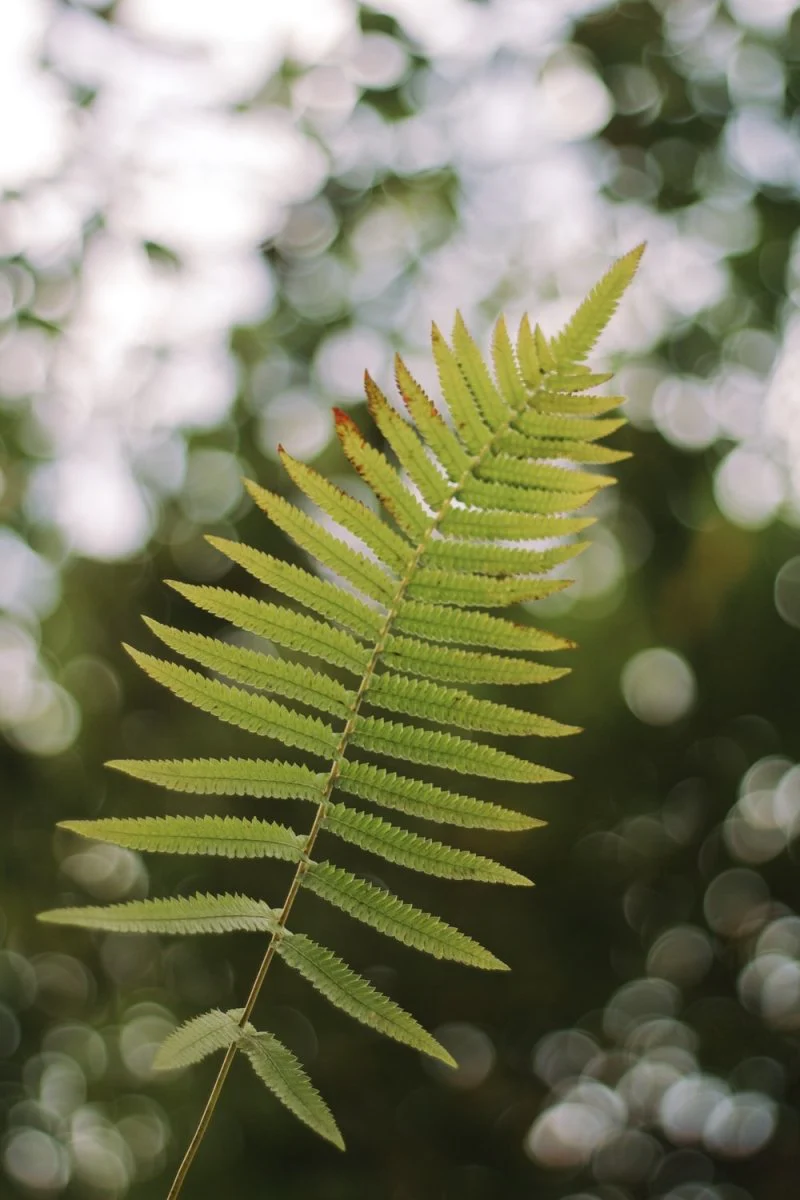 Paint By Numbers | Ganzhou - Green Leaf Plant In Close Up Photography