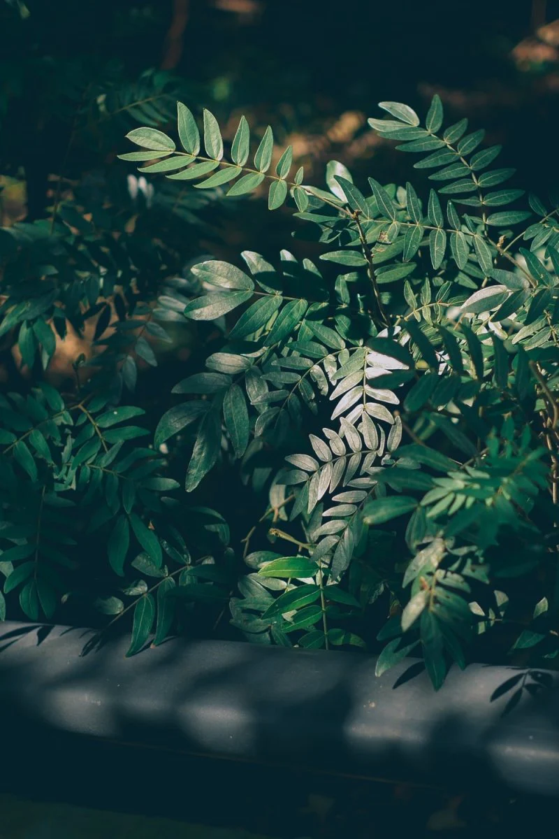 Paint By Numbers | Hefei - Green Leaves In Tilt Shift Lens