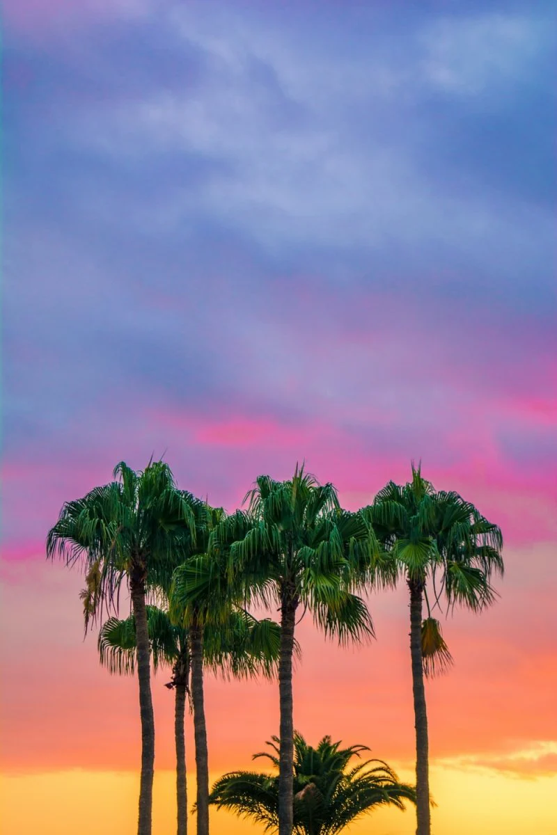 Paint By Numbers | Miami - Green Leaves Tree Under Blue Sky During Golden Hour