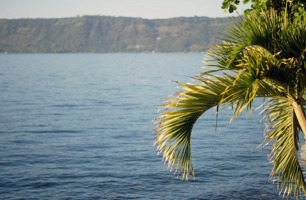 Paint By Numbers | Green Palm Tree Near Body Of Water During Daytime