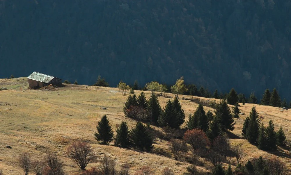 Paint By Numbers | Green Pine Trees