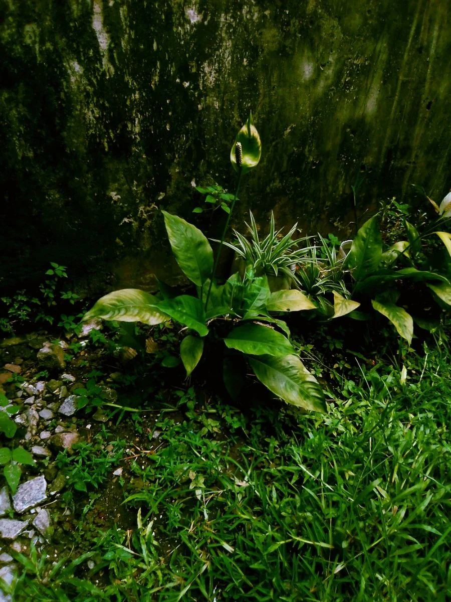 Paint By Numbers | Kinshasa - Green Plant On The Ground