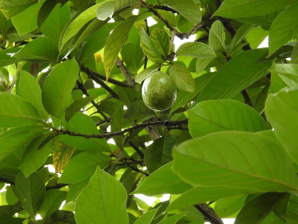 Paint By Numbers | Abidjan - Green Round Fruit On Tree
