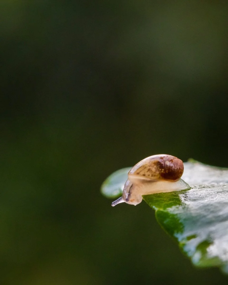 Paint By Numbers | Snail - Green Snail On Green Leaf