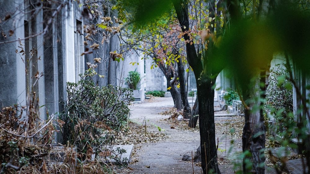 Paint By Numbers | Santiago - Green Trees During Daytime