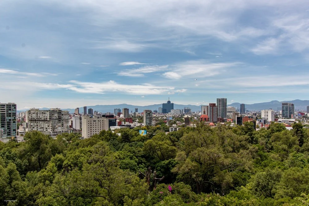 Paint By Numbers | Green Trees Near City Buildings Under Blue Sky During Daytime