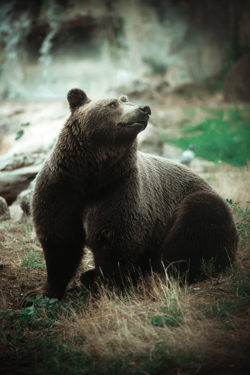 Paint By Numbers | Bear - Grizzly Bear