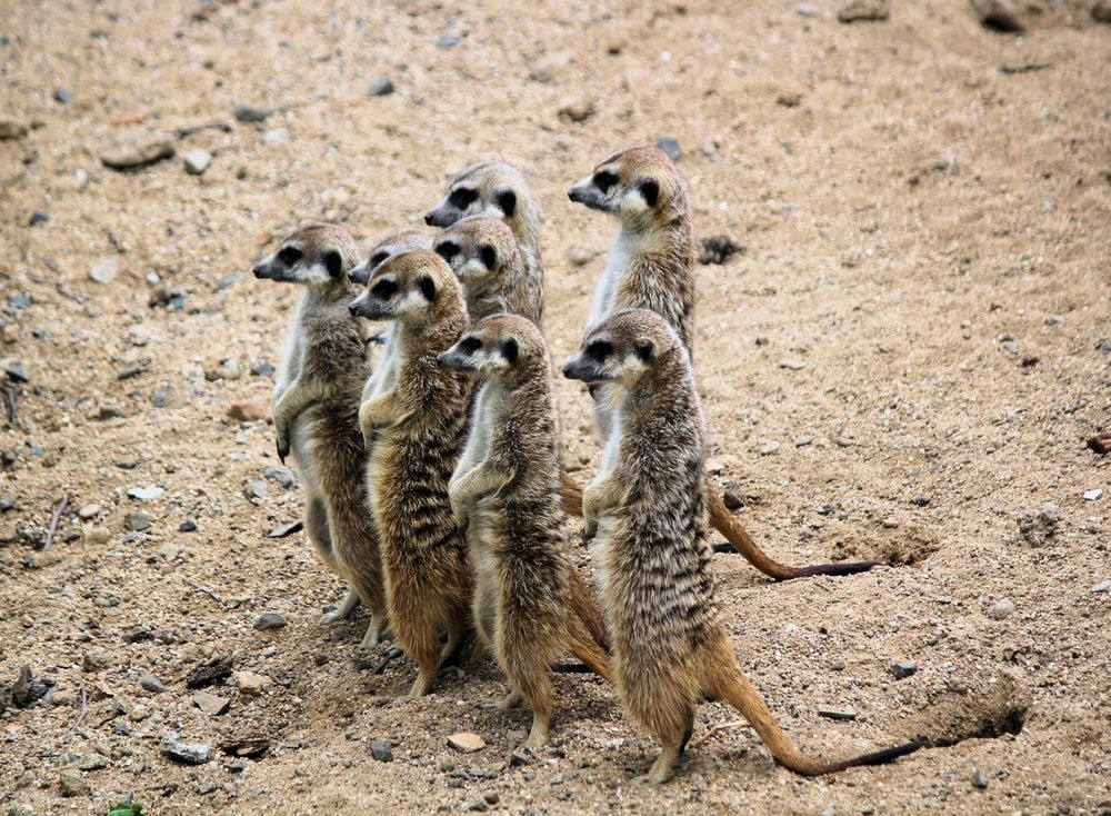 Paint By Numbers | Mongoose - Group Of Racoons