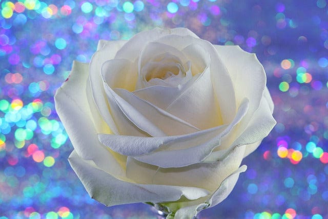 Happy Mothers Day Rose White Paint By Number Kit
