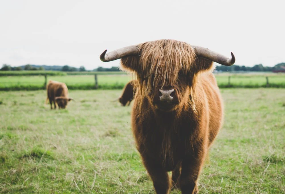 Paint By Numbers | Bison - Highland Cattle At The Field During Day