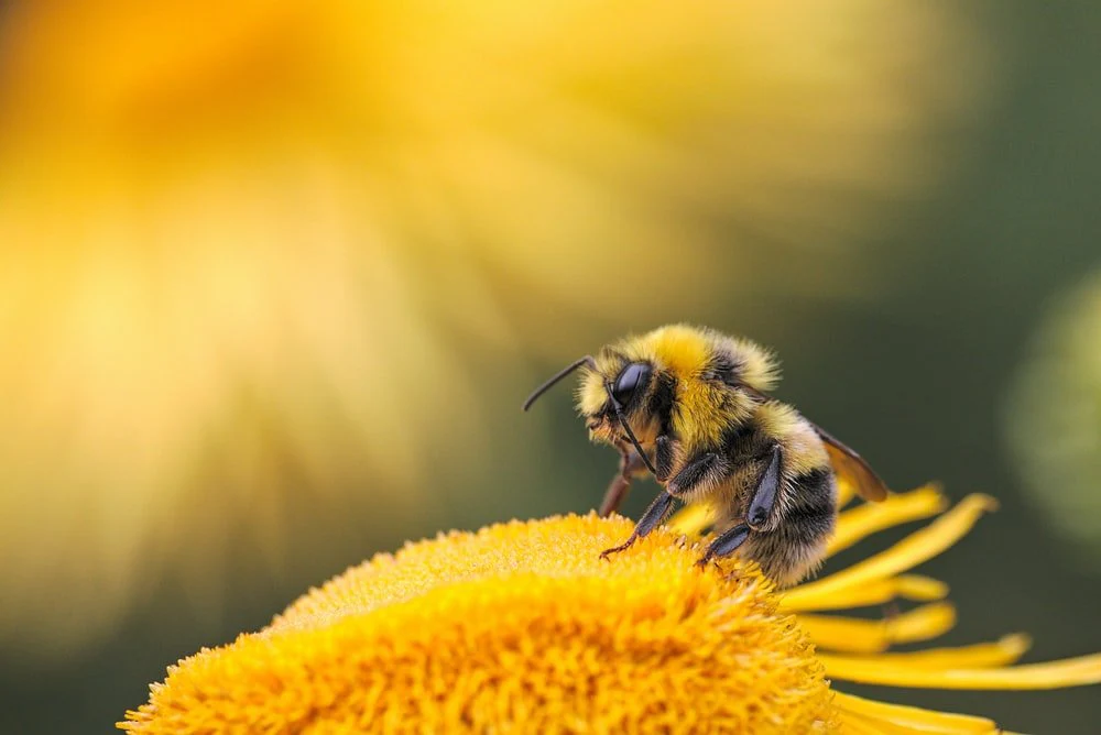 Paint By Numbers | Bee - Honeybee Perching On Yellow Flower