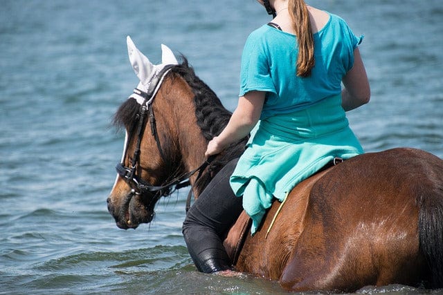 Horse To Bathe Swim Paint By Number Kit