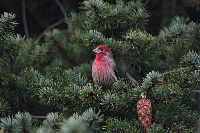 House Finch Red Bird Paint By Number Kit