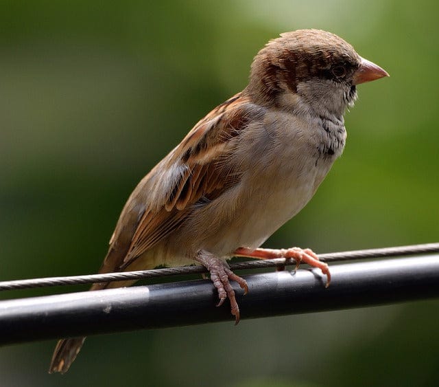 House Sparrow Bird Bird On A Wire Paint By Number Kit