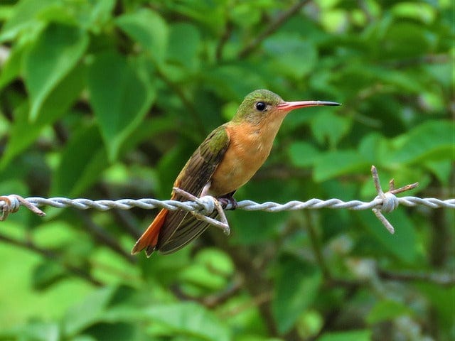Hummingbird Bird Perched On A Wire Paint By Number Kit