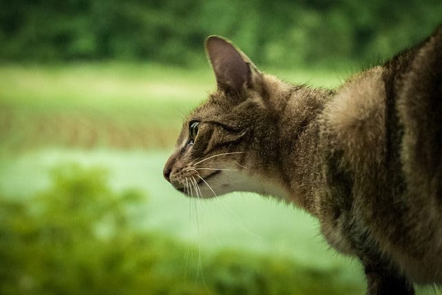 Hunter Hunting Cat Paint By Number Kit