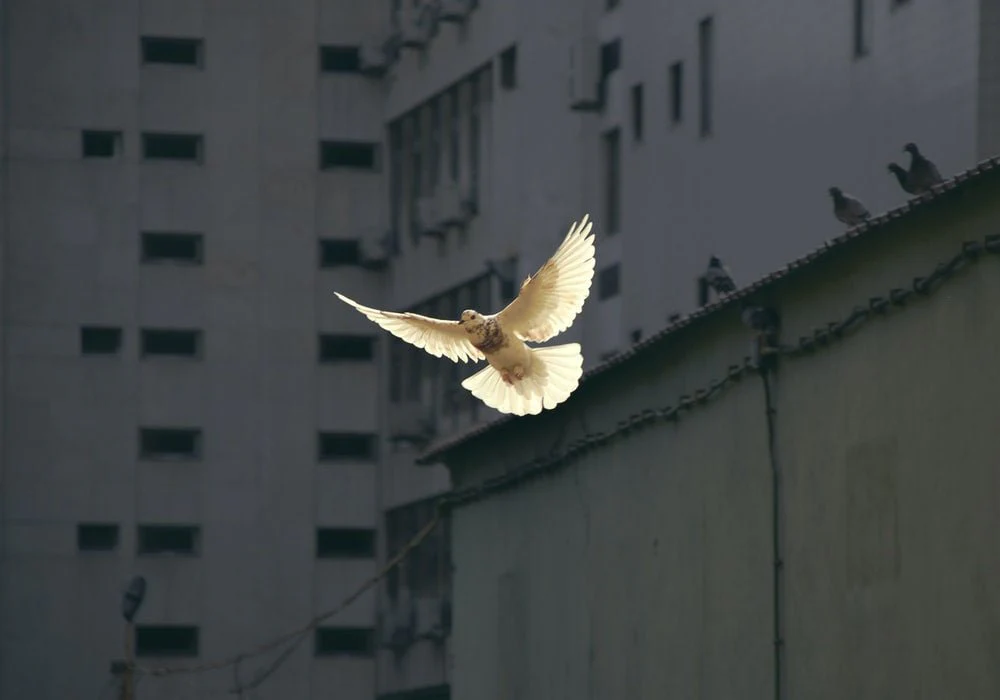 Paint By Numbers | Dove - In Flight Dove