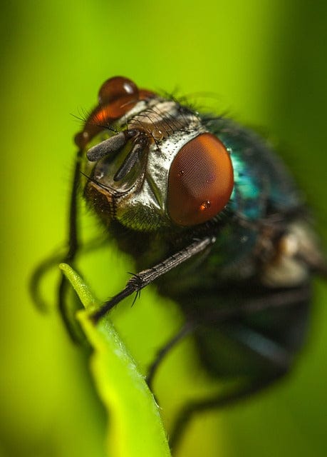 Insect Fly Invertebrate Paint By Number Kit