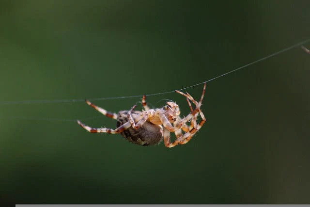 Insect Spider Nature Paint By Number Kit