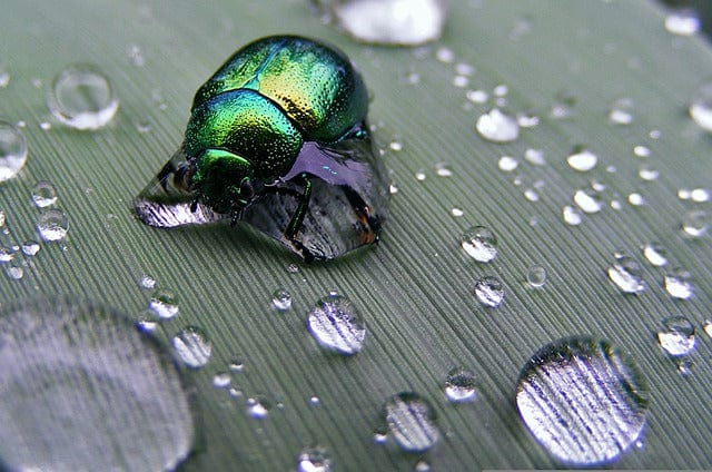 Insects Beetle A Letter Paint By Number Kit