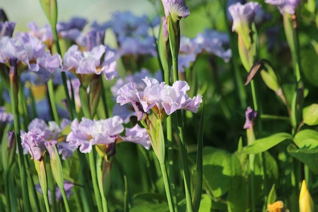 Irises Flowers Spring Flowers Paint By Number Kit